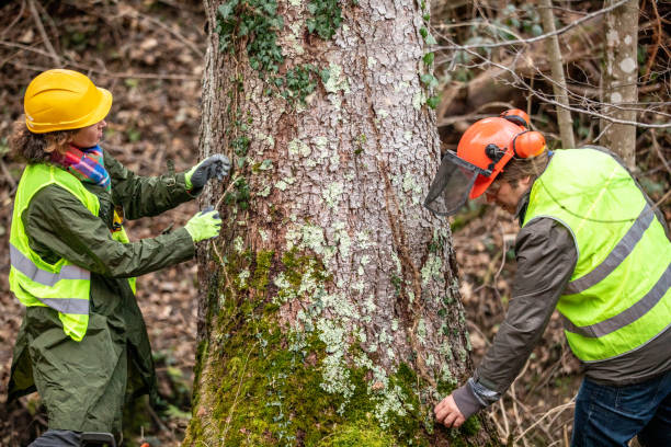 How Our Tree Care Process Works  in  Georgetown, KY